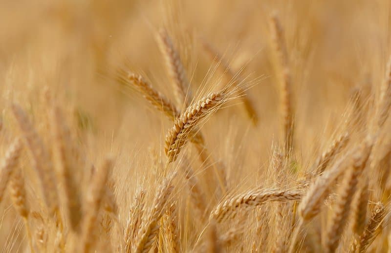11.20 Wheat