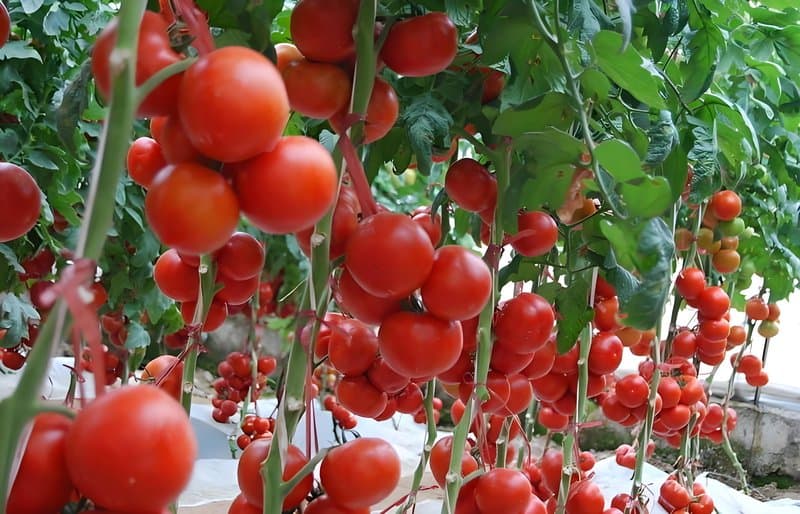 2025.4.15 Tomato