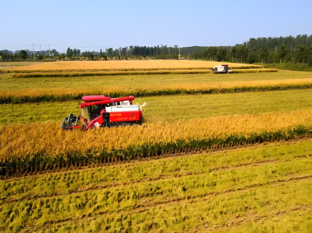 The CBOT futures market is fluctuating, with corn and soybeans affected by multiple factors.