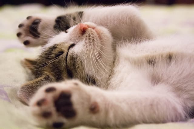 死猫反弹(Dead Cat Bounce)是什么?关于死猫反弹我们需要注意哪些问题?