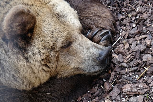 熊市（ Bear Market ）是什么？熊市中可以采取哪些策略？