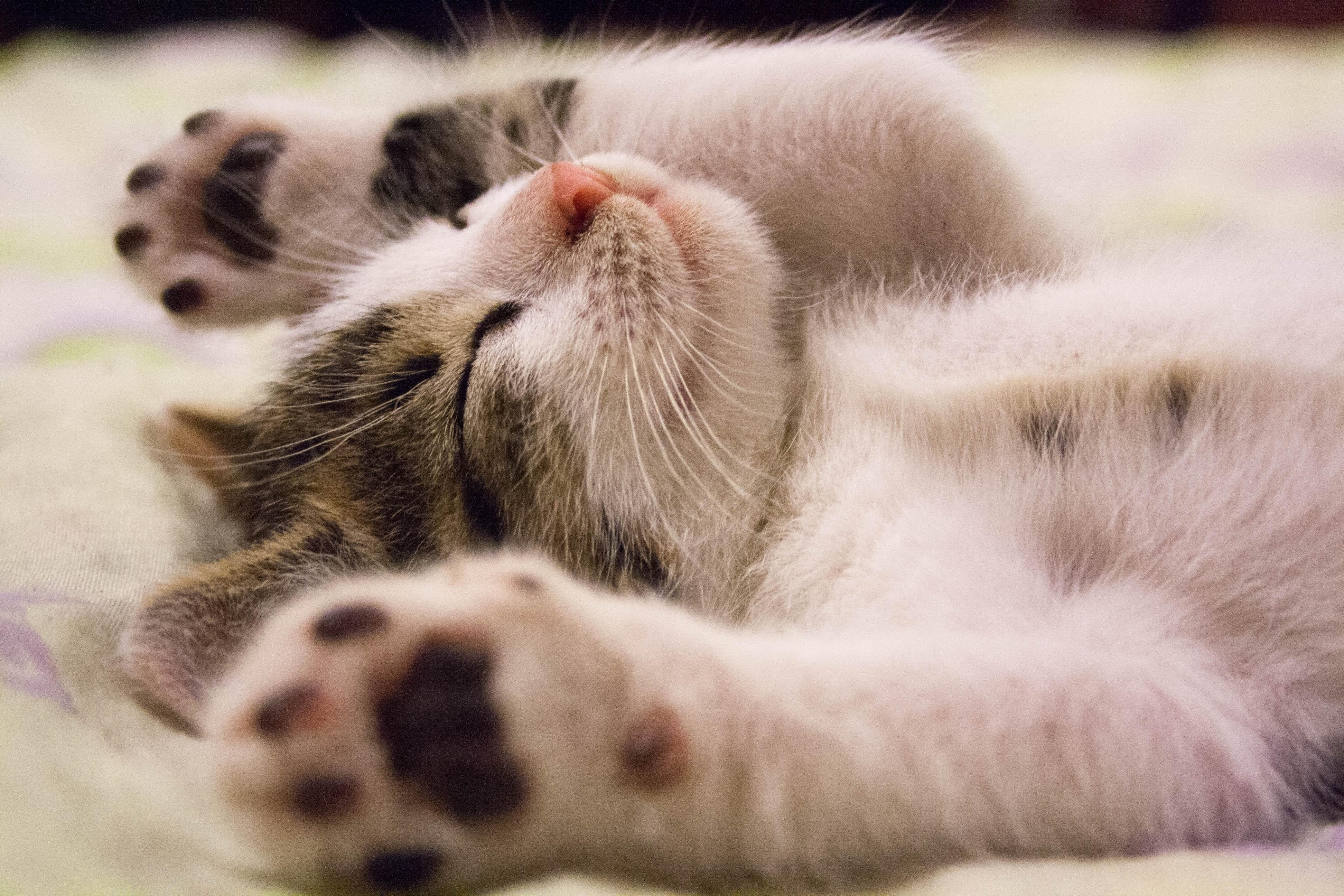 死猫反弹(Dead Cat Bounce)是什么?关于死猫反弹我们需要注意哪些问题?